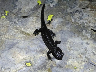 salamandra nera III