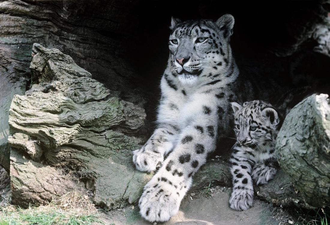 Leopardo delle nevi femmina con cucciolo